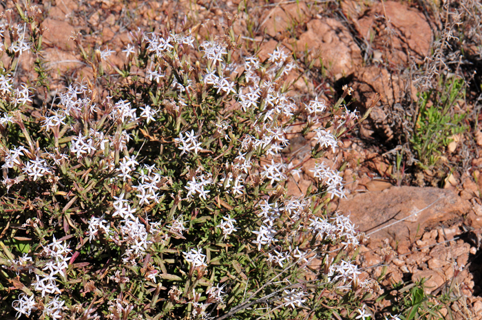 Bigelow's Bristlehead or Bigelow Bush is named in honor of Dr. John Milton Bigelow, (1804-1878), American physician and botanist who was born in Vermont. Carphochaete bigelovii